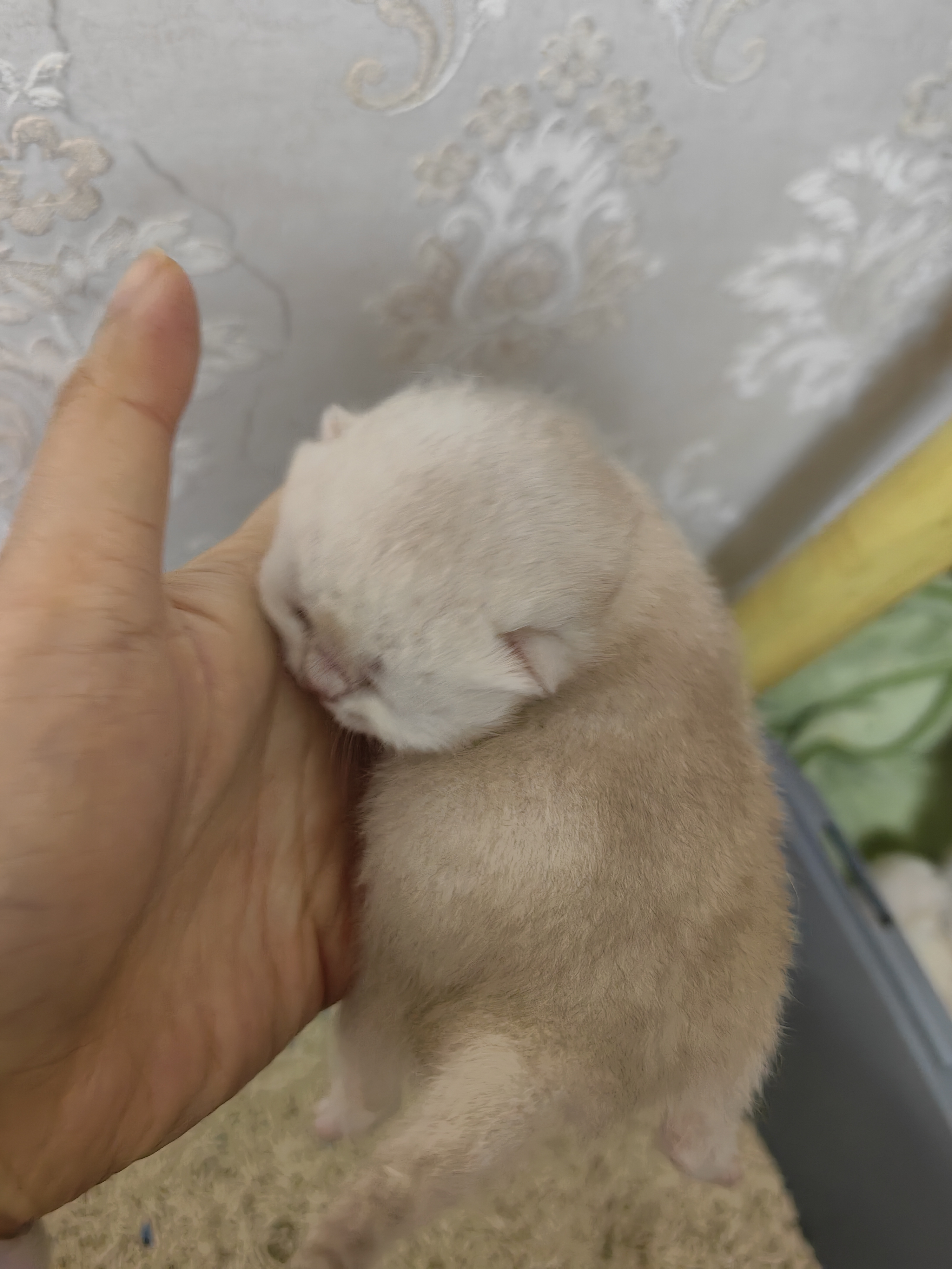 蓝金血银渐层